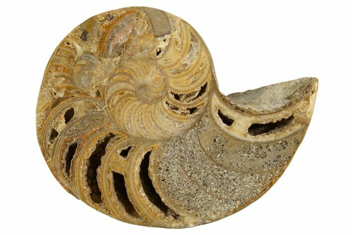 Cut & Polished Jurassic Nautilus Fossil (Half) - Madagascar #339273